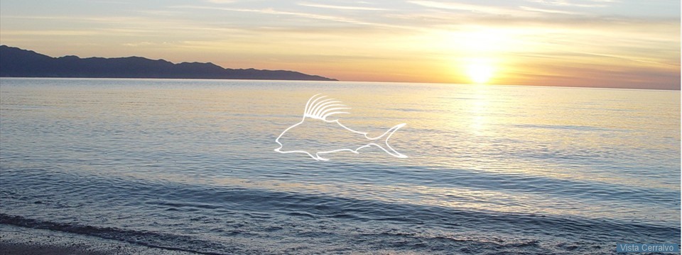 el_sargento_sunrise_white_rooster el_sargento_sunrise_white_rooster
